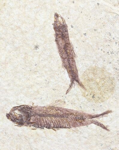 Fossil Fish (Knightia) Multiple Plate - Wyoming #53911